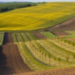 Маже 40 тисяч земельних ділянок зареєстрували на Л...