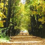 В обласній раді планують збільшити площу львівсько...