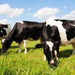 Уряд розширив надання дотації за утримання корів у...