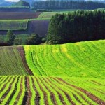 Аграріїв запрошують для участі у земельному аукціо...