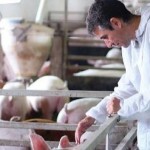 На Львівщині функціонує 5 суб’єктів племінної спра...
