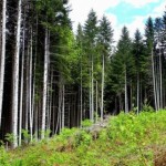 На реалізацію програми розвитку лісового господарс...