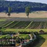 «Казкові поля» із тисячами лавандових кущів: побли...