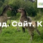 На Яворівщині презентують новий сайт для мандрівок...