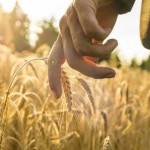 Верховна Рада перезапускає агрострахування: суть З...