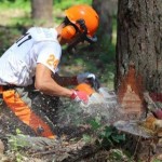 На Львівщині відбулись змагання вальників лісу