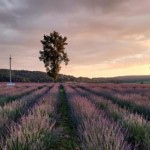 На «Казкових Полях» поблизу Свіржа – пік цвітіння ...