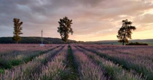 _1626352583_613x321_3_0_nw
