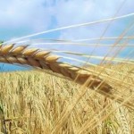 На Львівщині стартувала жнивна кампанія