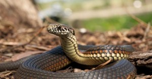 _1627892507_612x321_3_0_nw