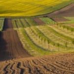До уваги аграріїв: 17 та 19 серпня відбудеться зем...