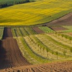 Аграріїв запрошують взяти участь в земельному аукц...