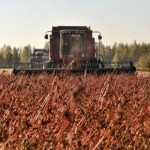 Виробники нішевих сільгоспкультур можуть отримати ...