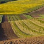 Аграріїв запрошують взяти участь в аукціоні з прод...