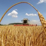 Жнива 2021: аграрії Львівщини досягнули мільйонног...