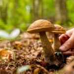 З початком грибного сезону медики застерігають від...