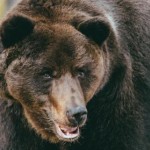 На ці вихідні притулок «Домажир» організовує для о...