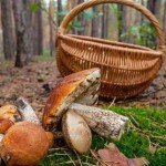 Через отруєння грибами троє львів’ян потрапило до ...