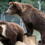 «Захід сонця в Домажирі»: ведмежий притулок запрош...