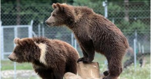 _1633098533_613x321_3_0_nw