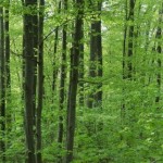 Лісова галузь отримає близько 34 млн гривень на пр...