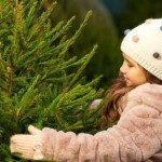 В області визначили місця продажу ялинок: перелік ...