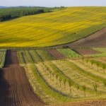 Понад 145 тисяч земельних ділянок зареєстрували ка...