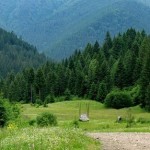 Уряд схвалив Державну стратегію управління лісами ...