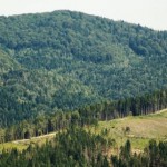 В області підбили підсумки роботи лісових господар...