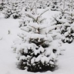 Лісівники Львівщини підбили підсумки ялинкової кам...