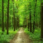 У 2022 році лісівники Львівщини планують відтворит...