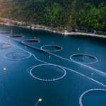 Виробники аквакультури Львівщини у 2022 році отрим...