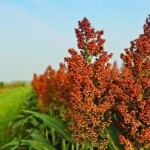 Аграрії Львівщини можуть відшкодовувати половину в...
