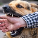На Золочівщині зафіксували 3 випадки сказу: як дія...