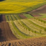 Аграріїв запрошують на аукціон з продажу прав орен...