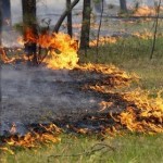Спалення сухої трави, займання торфу: як на Львівщ...