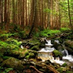 Мешканці Львівського району можуть відвідувати ліс...