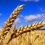 Підтримка сільського господарства під час війни: в...