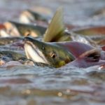 З 1 квітня на більшості рибогосподарських водних о...