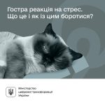Як виявити гострий стресовий розлад. Дієві поради ...
