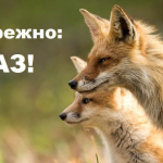Меддопомога з метою уникнення сказу: у кожній обла...