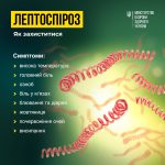 Лептоспіроз: як захиститися