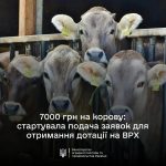 В ДАР стартує добір на спеціальну бюджетну дотацію на утримання поголів’я корів