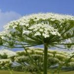 Інформуємо про небезпечну рослину – борщівник Сосн...