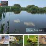 У Львівському районі з’явиться новий ландшафтний заказник «Озеро Лебедине»