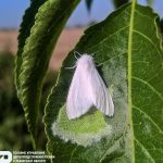 У Львівському районі вперше зафіксовано вогнище не...