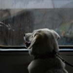 Оновлено правила перевезення тварин у поїздах