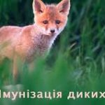 Щодо проведення пероральної імунізації диких твари...