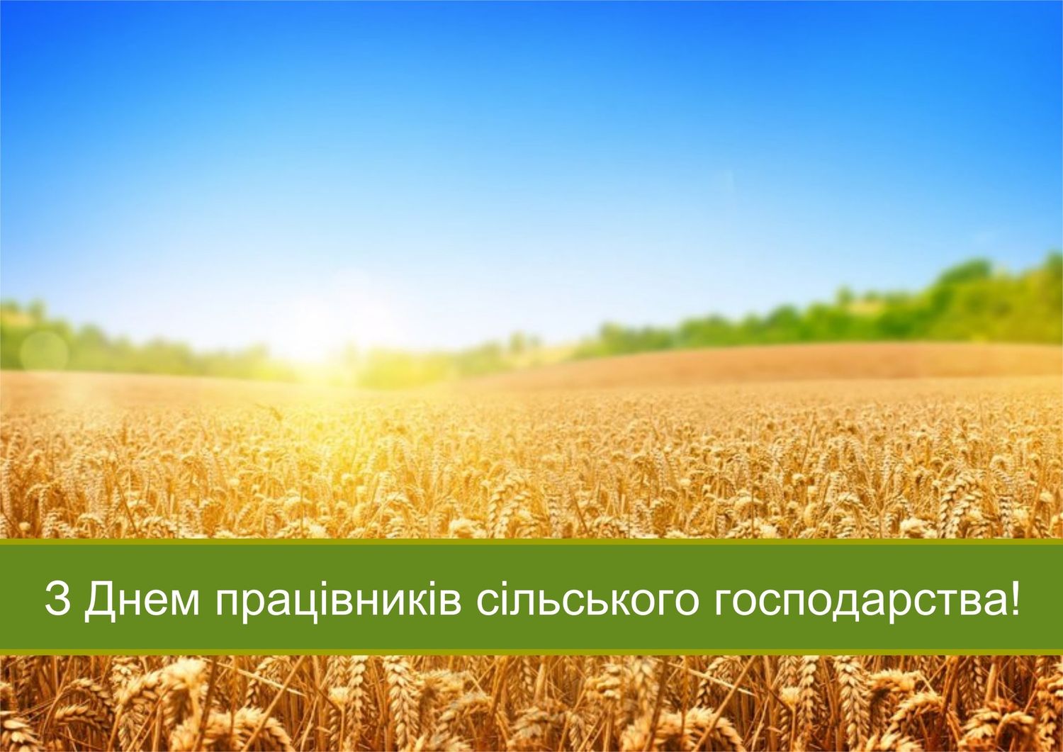 поле пшениці, напис на зеленій плашці "З Дне працівників сільського господарства!"