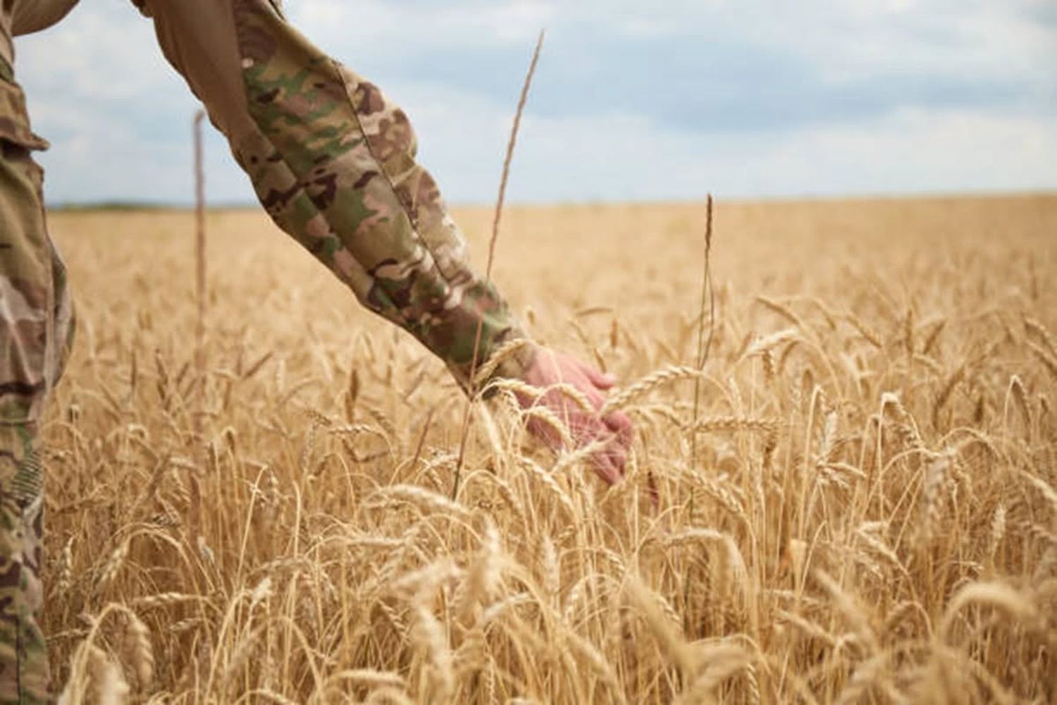 поле пшениці і рука в українському камуфляжі